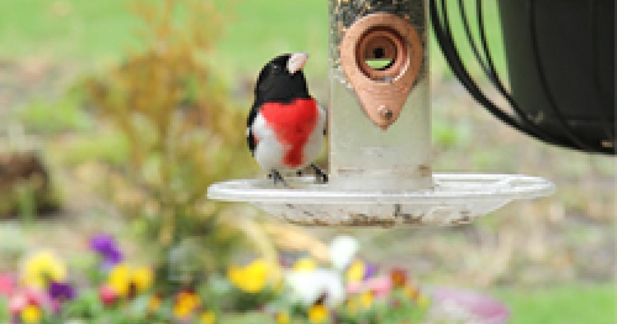 Attracting Birds to Your Garden | Chicago Botanic Garden