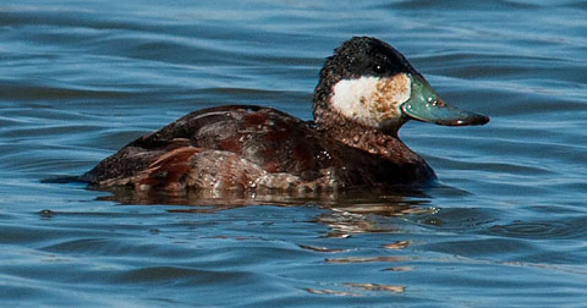 Duck, Ruddy | Chicago Botanic Garden