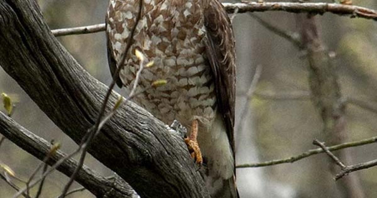 Broadwig Hawk Hawk, Broad-winged* | Chicago Botanic Garden