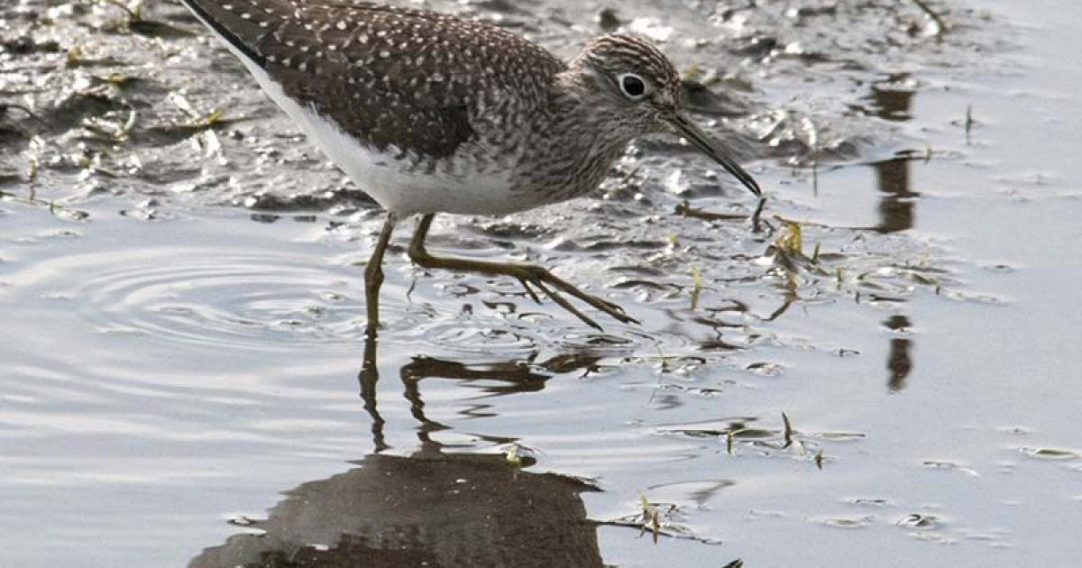 Sandpiper, Solitary | Chicago Botanic Garden
