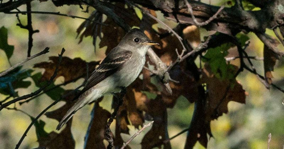 Wood-Pewee, Eastern*** | Chicago Botanic Garden