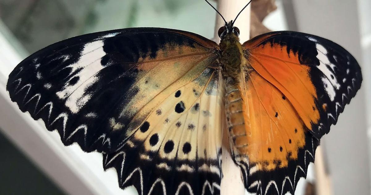 Sir or Madame Butterfly? | Chicago Botanic Garden