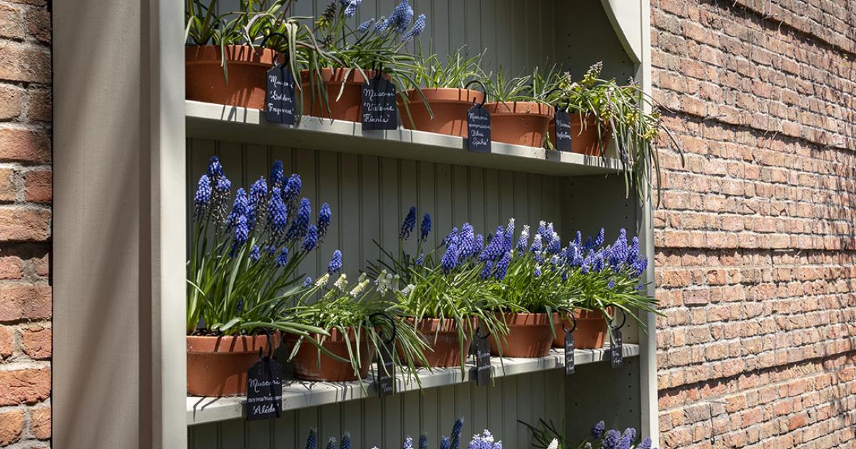 Plant theater puts Garden’s stars on new stage | Chicago Botanic Garden