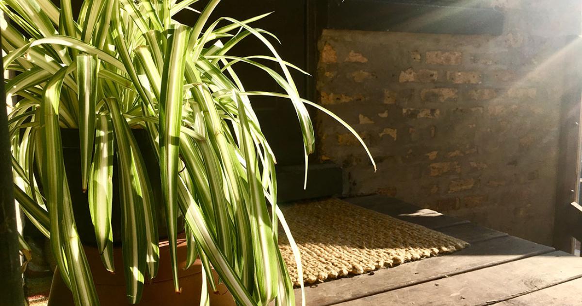 big outdoor pots for plants TRIBECA FOAM LITE & CONCRETE PLANTER – Hawaiian Discovery Furniture main image 0