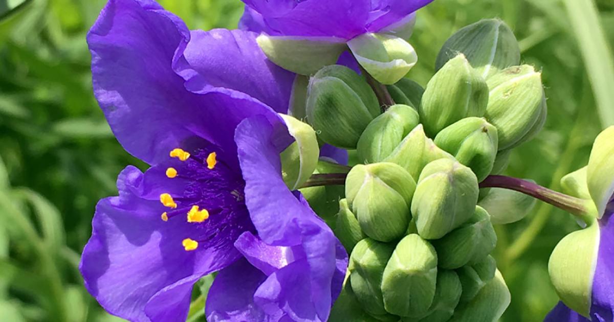 spiderwort_thumb_0.jpg?itok=