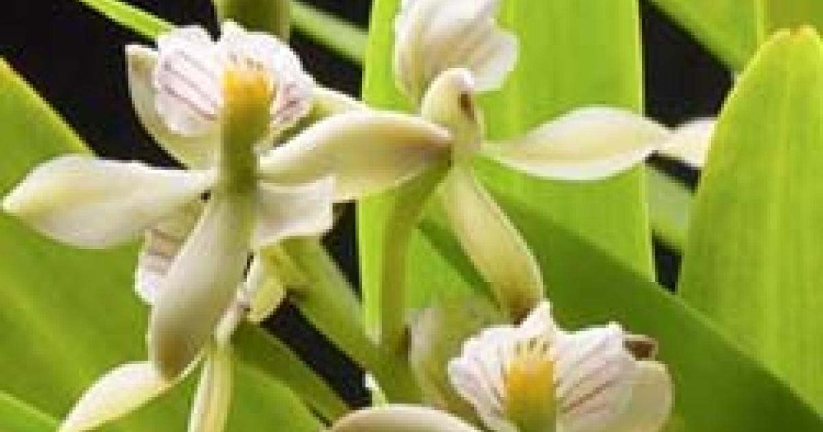 Encyclia radiata | Chicago Botanic Garden