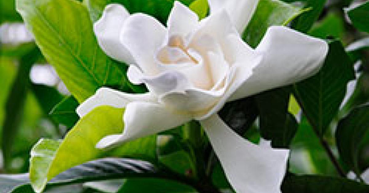 rhododendron schnittblume Rhododendron catawbiense 'Grandiflorum' main image 0