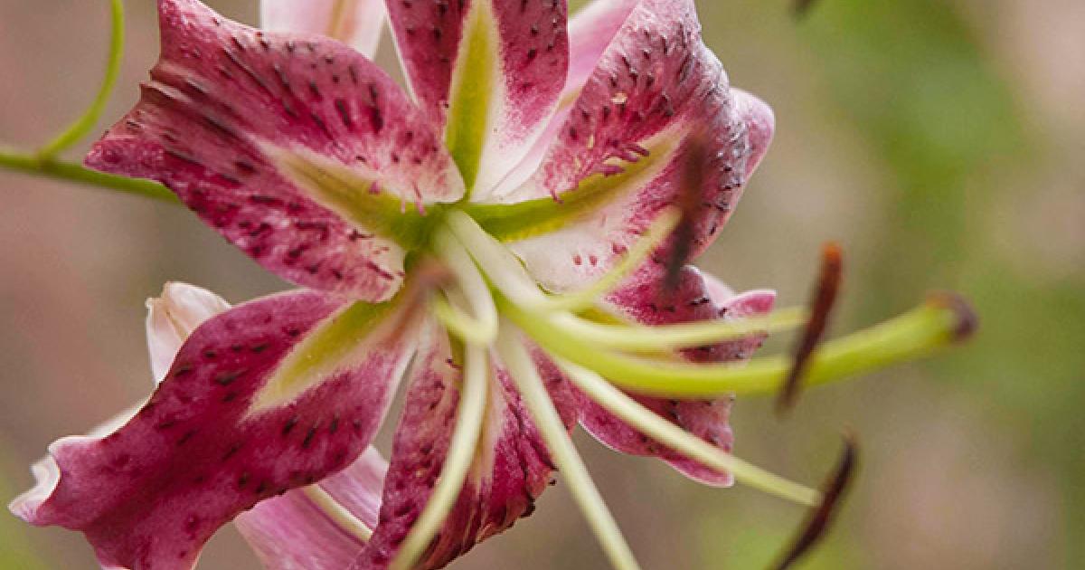 Lilies | Chicago Botanic Garden