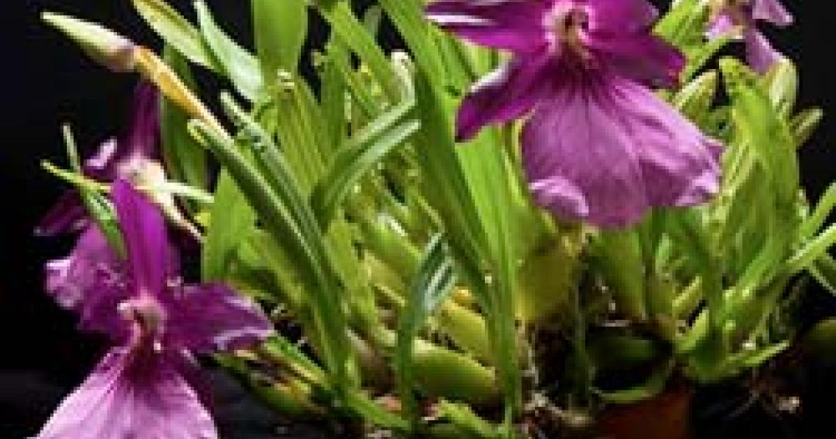 Miltonia moreliana | Chicago Botanic Garden