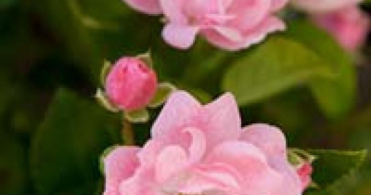 Roses: A brief history | Chicago Botanic Garden