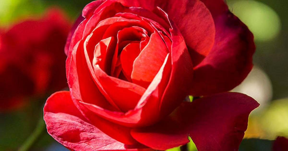 Rose Care | Chicago Botanic Garden