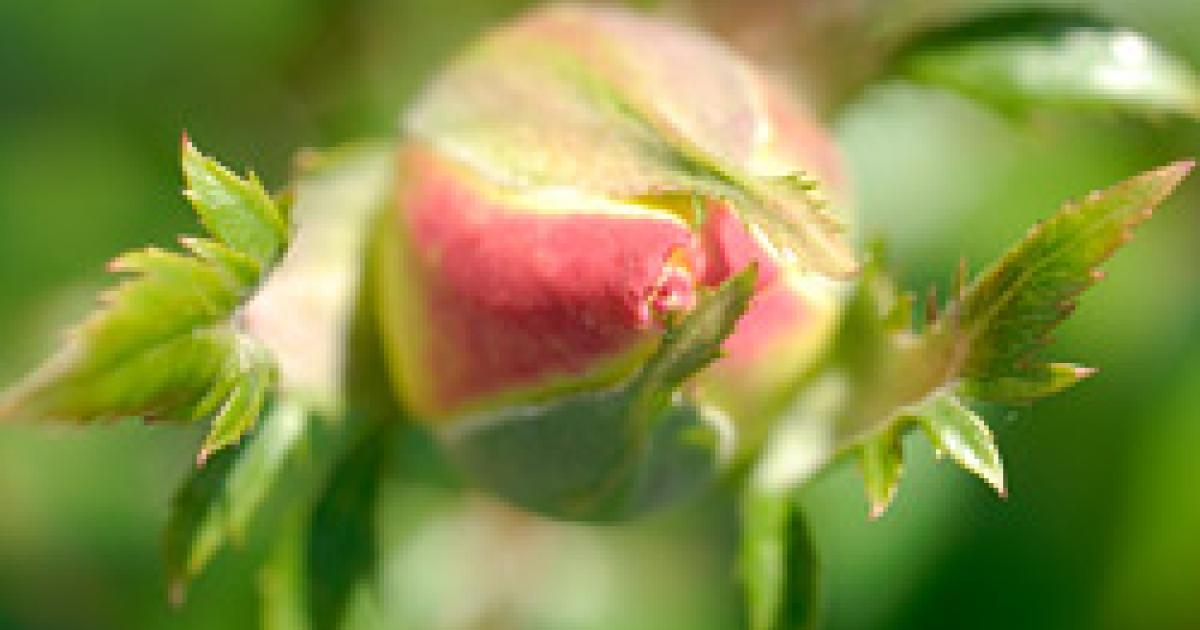 Spring Rose Care | Chicago Botanic Garden