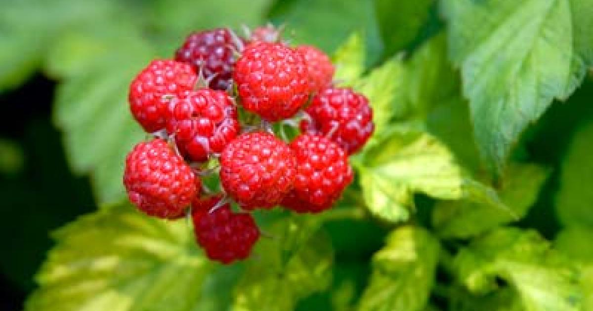 Regium Fruit Raspberry A Walk through the Regenstein Fruit & Vegetable Garden | Chicago ...