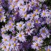 aster