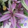 Persian shield