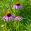 Perennial Garden Echinacea