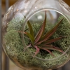 Air plant terrarium
