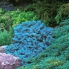 Conifers