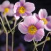 Anemone vitifolia 'Robustissima'