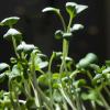 Seeds sprouting