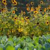 Sunflowers in a vegetable garden