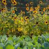 Sunflowers in a vegetable garden