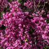 Eastern redbud