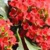 Kalanchoe blossfeldiana