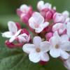 Korean spice viburnum (Viburnum carlesii )