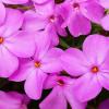 Phlox