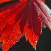 Full Moon maple (Acer Japonicum)