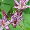 Toad lily