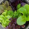 Edible container gardening