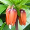 Crown imperial fritillary