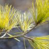 Macedonian Pine (pinus-peuce)