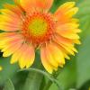 Blanket flower, a perennial flower