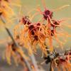 Witch hazel