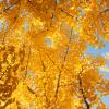 Ginkgo tree leaves