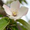 Quince in bloom