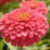 Zinnia