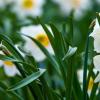 Miniature Daffodils