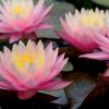 Waterlilies