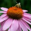 Pollinator: Bee