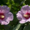 Shrub: Rose of Sharon (Hibiscus syriacus)