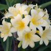 Clivia