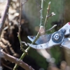 pruning