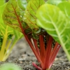 Chard
