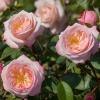 Canadian Rose