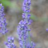 Lavandula angustifolia ‘Loddon Blue’