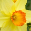 Narcissus cv Barrett Browning